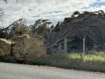 Storm-damaged trees still causing havoc in Southland