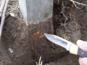 This E.bosistoana post has been in the ground for 11 years, and despite no chemical treatment, there is very little sign of any decay.