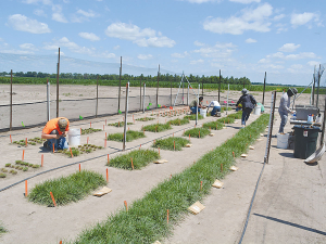 AgResearch’s GE grass study had to be conducted in the US.