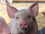 NZ’s $750 million pork industry is at risk if ASF hit our shores.