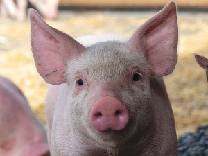 NZ’s $750 million pork industry is at risk if ASF hit our shores.