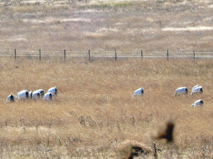 Drought-stricken NSW farmers will get a further A$500 million of state assistance.