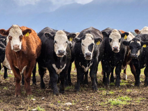 Immature flukes spend about eight weeks grazing their way through the liver, causing damage.