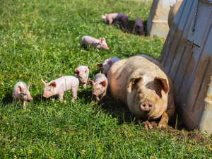 Pork NZ says the country’s pig farming industry relies on experienced workers from overseas to meet a shortfall in staff with the necessary skills required to work with the country’s pig herd.
