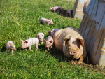 Pork NZ says the country’s pig farming industry relies on experienced workers from overseas to meet a shortfall in staff with the necessary skills required to work with the country’s pig herd.