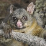 Farmers asked to join possum hunt