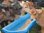 Preparing a heifer well for weaning reduces the likelihood of preferential treatment post-weaning.
