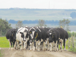 Pain relief for lame cows a game changer