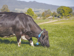 The AfiCollar, worn around the cow&#039;s neck, collects data on animal health, wellbeing and fertility.