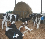 Gene identified as small calf cause