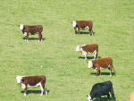 Rabobank’s latest beef quarterly report is positive about beef’s prospects.