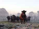 Genetic merit can shift over time and if you’ve pinned your hopes on one sire, your herd’s progress could stall.