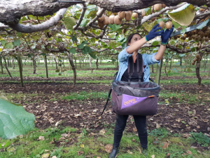 Kiwifruit harvesting is now underway.