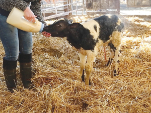 New-born need fresh colostrum