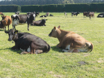 The Lincoln University dairy farm is operating profitably.