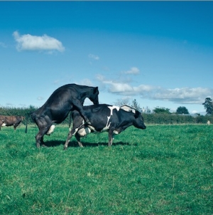 Cow behaviour when on heat brings some distinctive signs.