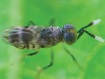 The parisitoid Acerophagous maculipennis (A. mac), introduced into Hawke’s Bay in 2001 to combat Obscure mealybug.