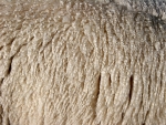 Wool prices still down