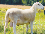The $8800 shire hair ram recently bought by Noel Moleta from Southland breeder Tim Gow.