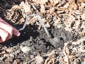 Harvesting truffles is a delicate business.