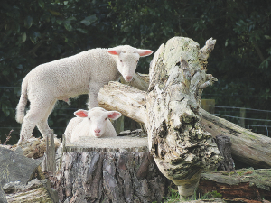 Simplicity is the key to successful orphan lamb rearing.