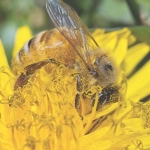 US research reveals fungicide risk