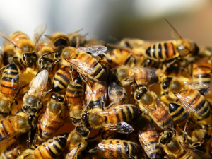 Our small but hardy honey bees are under siege from a range of pests and diseases.