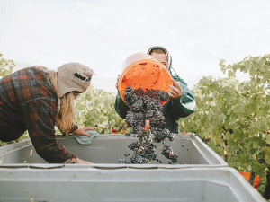 More than 80 percent of grapes are hand-picked in Central Otago – that requires a large workforce.