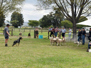 Alan Irwin gives a working dog training demo at the 2021 Expo. Photo supplied