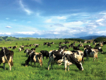 A severe El Niño could threaten a good season for dairy farners.