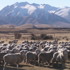 NZ Merino and Landcorp team up