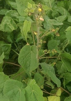 ￼MPI says not all farmers took up its offer to tackle velvetleaf infestation on their farms. 