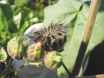 Velvetleaf with a blackened seed head.