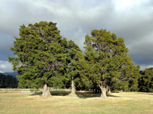 Tōtara: the plant of the year?