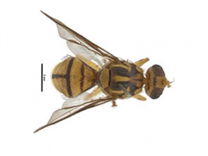 The tropical fly represents a biosecurity threat to some horticultural crops, but not the significant threat posed by Queensland fruit fly.