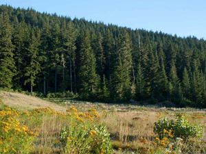 Southern North Island Wood Council is disputing Beef + Lamb NZ’s figures on forestry.