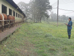 Massey University PhD student Shashi Ekanayake researching for her thesis on a dairy farm in Sri Lanka.