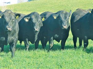 The new platform is called ‘E-Star’ and its’ promoters believe it will change the pace and focus of NZ beef industry genetics.
