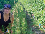 Hemp Study: Vineyard cover crop works well