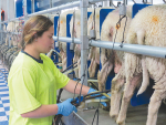 Research has found that N leaching was 10-50% lower from dairy sheep than what might be expected from dairy cows.