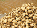 Border controls hit spud growers