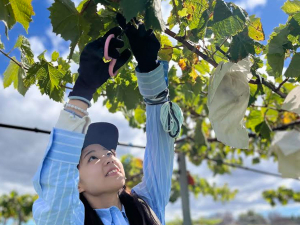 First harvest of table grapes - the 'king of fruit'