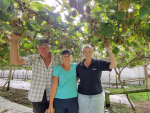 2024 kiwifruit harvest begins