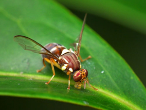 A Queensland fruit fly.