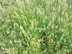 Maize growers have another tool to fight yellow bristle grass this season.