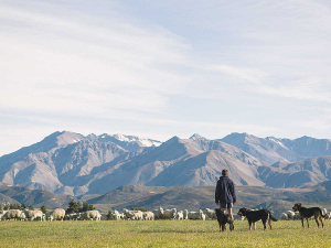 The stock numbers saga