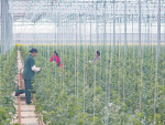 NZ Hothouse Ltd is the country’s largest privately-owned tomato grower, it has 19.5ha of glasshouses in Karaka, south Auckland, and produces more than 18 million units per annum.