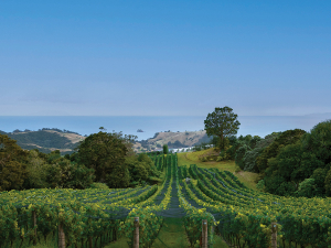 Man O’ War, Waiheke Island.