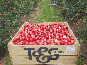 T&amp;G’s Apples business reported a decrease in revenue due to adverse weather and lack of labour.