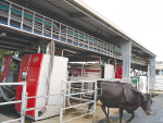 Lely Astronaut A5 milking cows on a NZ farm.